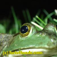 /home//u458753944/public_html/sourcegallery/////////Frogs/More bullfrogs/P7010206.JPG